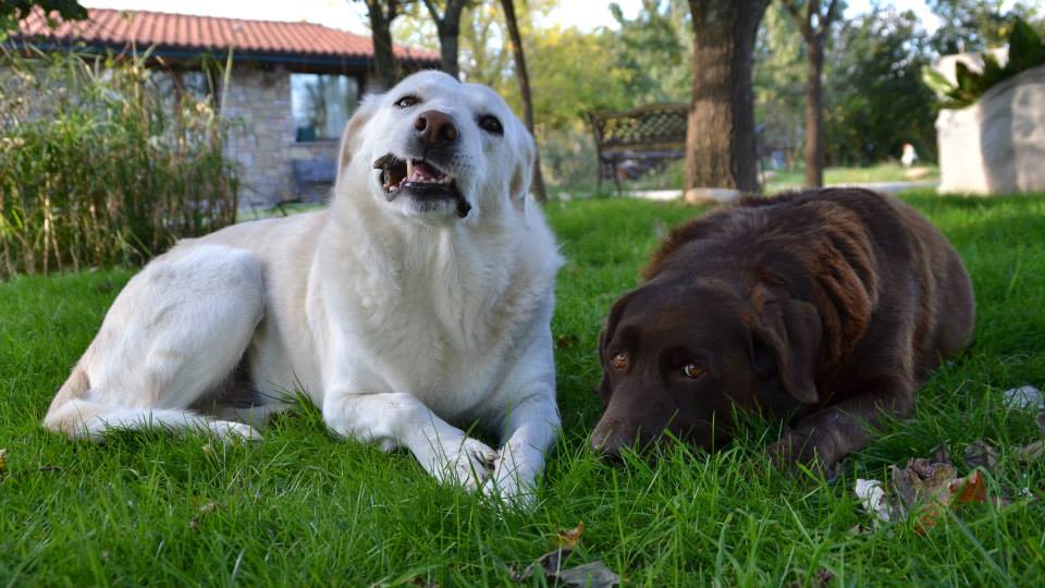 Agriturismo Vegano Le Chichine