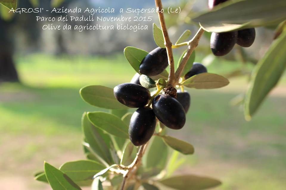 Azienda Agricola Agrosě Azienda Agricola Agrosě